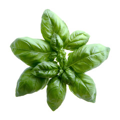 Fototapeta premium Fresh Green Basil Leaves in a Star-Shaped Arrangement on Transparent Background