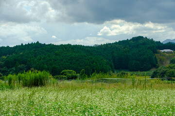 Obraz premium 山間の田園風景と広がる蕎麦の花畑