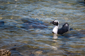 African Jackass Penguins about to exit the water as it approaches the beach.