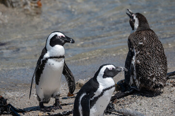 Naklejka premium African Jackass Penguins in various stages of molt sunning themselves on the rocks at the water's edge.