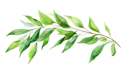 fresh eucalyptus sprig cut out isolated on white background