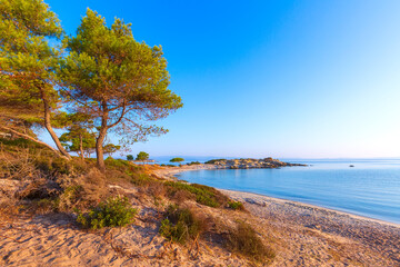 Fototapeta premium Pine tree, Karidi beach, Vourvourou, Greece