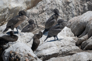 Cape Cormorants sunning themselves on the guano covered rocks 