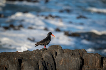 African Black Oystercatcher silhouetted against turbulent sea in the background