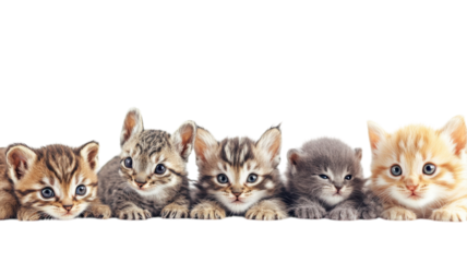 Five playful kittens lying together in a row, showcasing their unique colors and expressions