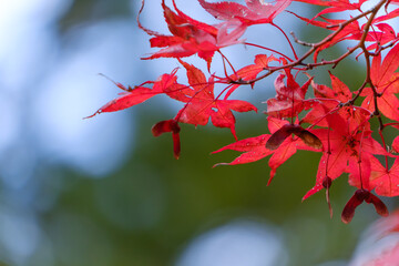 赤く色づいたモミジの葉と翼果