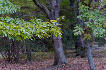 森の中の緑の枝と葉