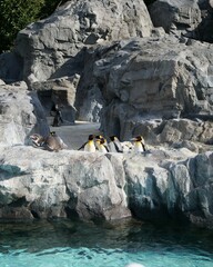 水族館で飼育されているペンギン