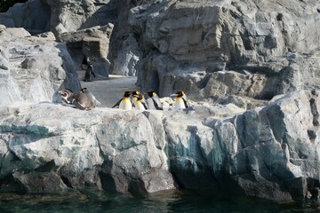 水族館で飼育されているペンギン