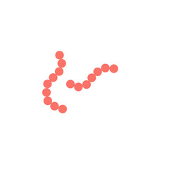 streptococcus pyogenes