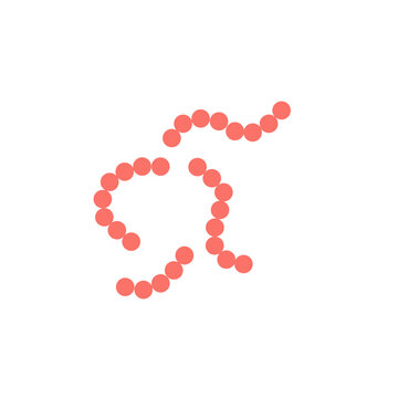 streptococcus pyogenes