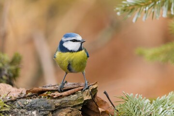 Obraz premium A cute blue tit sits on a piece of tree bark. . Wildlife scene with a cute titmouse. Cyanistes caeruleus