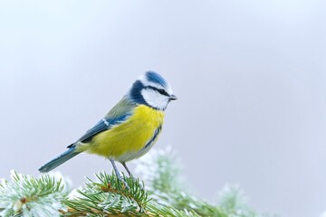 A cute blue tit sits on a spruce twig. Wildlife scene with a cute titmouse. Cyanistes caeruleus