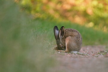 a hare sits on a dirt road. Lepus europaeus. Portrait of a european hare in its nature habitat. 