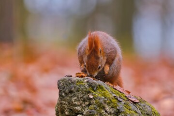 A european rerd squirrel sits on a stone and eats a nut. Sciurus vulgaris. Portrait of a cute red squirrel. 