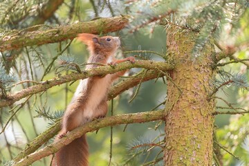 A cute european red squirrel climbs in the branches of a spruce tree. A squirrel in its nature habitat.  Sciurus vulgaris
