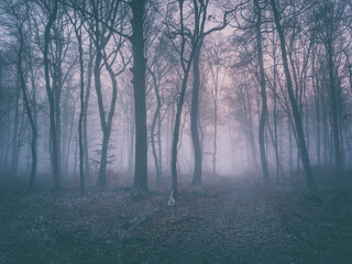 Haunted forest with fog at dusk, analogue vintage toning