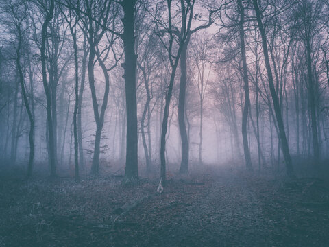 Haunted forest with fog at dusk, analogue vintage toning