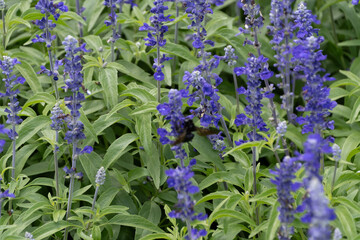 鮮やかな青紫色のブルーサルビアの花