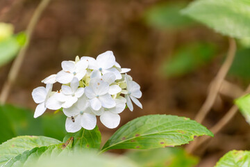 優雅に咲く白いアジサイの花