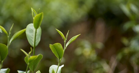 Green tea tree leaves field young tender bud herbal Green tea tree in camellia sinensis organic farm. Close up Fresh Tree tea plantations mountain green nature in herbal farm plant background morning