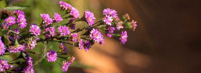 Banner Purple Pastel margaret flower floral blossom morning sunrise blurred background. Pastel violet romance bloom spring sunlight. Banner Magenta petals violet blossom wildflower with copy space