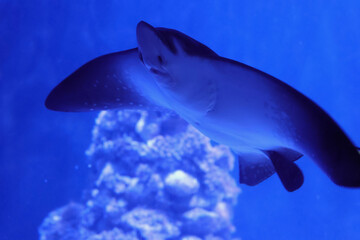 Aetobatus ocellatus © Klimczak-Krajewska