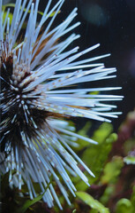 Echinoidea