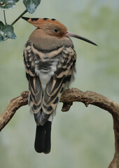 The hoopoe (Upupa epops) © Klimczak-Krajewska