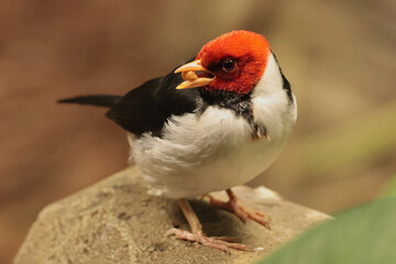 The yellow-billed cardinal