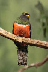 The collared trogon (Trogon collaris) - male