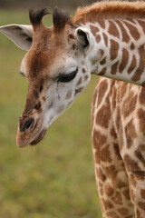 portrait of a giraffe © Klimczak-Krajewska