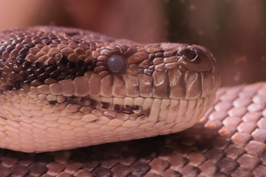 Morelia spilota with a milky eye (meaning molting is imminent)
