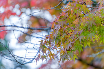 秋の訪れを感じる色づくモミジ