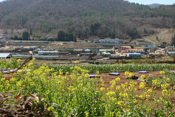 한국의 봄 시골 풍경