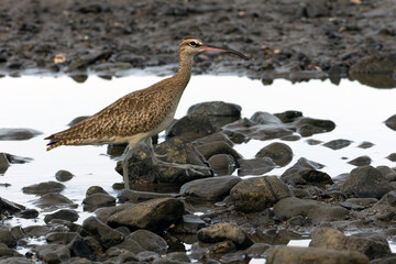 Eurasian or common whimbrel (Numenius phaeopus), also known as the white-rumped whimbrel, on the Pacific coast.