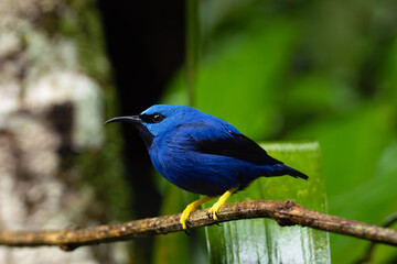 Shining honeycreeper (Cyanerpes lucidus), adult male sitting on a twig with green background. Exotic blue bird on green background.