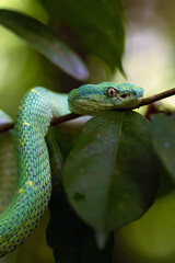 Bothriechis lateralis also side-striped palm pitviper or side-striped palm viper, portrait of green venomous snake in rainforest on dark background.