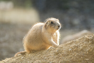 Portrait of a prairie dog. Animal in close-up. Cynomys.
