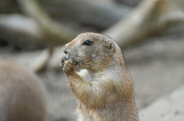 Portrait of a prairie dog. Animal in close-up. Cynomys.
