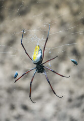Close-up of a silk spider. Tropical web spider. Nephila. Giant wood spider, or banana spider.
