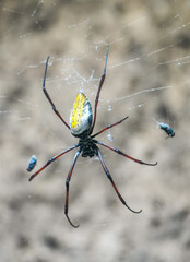 Close-up of a silk spider. Tropical web spider. Nephila. Giant wood spider, or banana spider.
