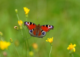 Portrait of the peacock butterfly. Insect close-up in nature. Aglais io. European peacock.
