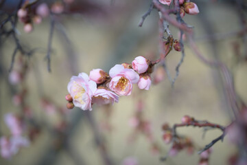 ピンク色の梅の花　神戸市東灘区の公園で撮影