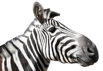 Close-up portrait of a zebra with black and white stripes