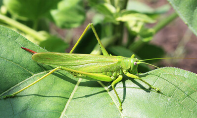 Green grasshopper on a leaf