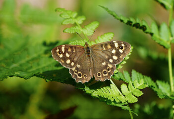 Speckled wood in nature. Close-up of brown butterfly. Insect in natural environment. Pararge aegeria.
