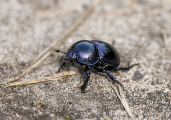Forest dung beetle on sandy soil. Insect close-up. Black dung beetle. Anoplotrupes stercorosus. Dor beetle.
