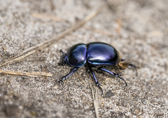 Forest dung beetle on sandy soil. Insect close-up. Black dung beetle. Anoplotrupes stercorosus. Dor beetle.
