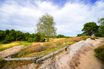 View of the landscape of the Westruper Heide. Nature reserve with heathland near Haltern am See in the Westrup district.
